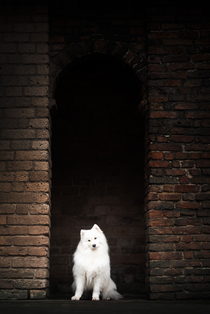 I'm A Dutch Dog Photographer, And These Are Some Of My Favorite Shots (37 Pics)