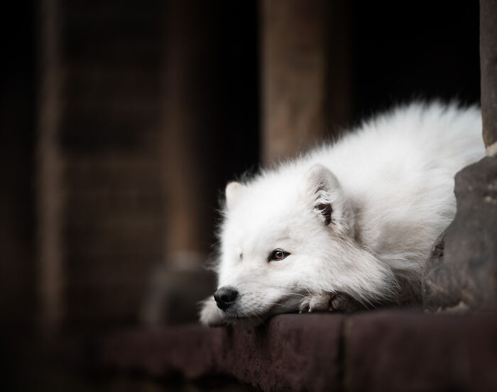 I'm A Dutch Dog Photographer, And These Are Some Of My Favorite Shots (37 Pics)