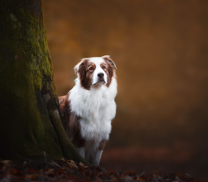 I'm A Dutch Dog Photographer, And These Are Some Of My Favorite Shots (37 Pics)