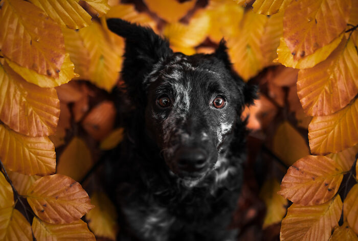 I'm A Dutch Dog Photographer, And These Are Some Of My Favorite Shots (37 Pics)