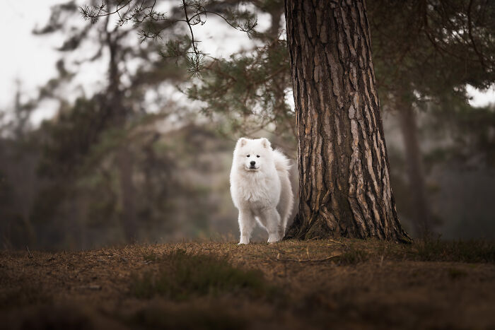 I'm A Dutch Dog Photographer, And These Are Some Of My Favorite Shots (37 Pics)