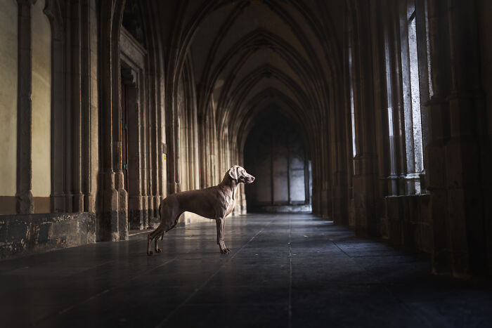 I'm A Dutch Dog Photographer, And These Are Some Of My Favorite Shots (37 Pics)