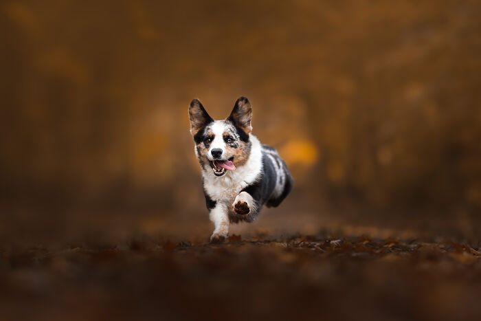 I'm A Dutch Dog Photographer, And These Are Some Of My Favorite Shots (37 Pics)