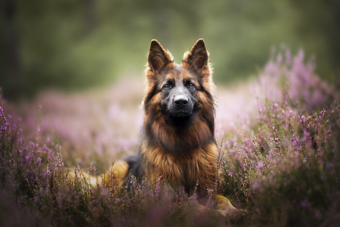 I'm A Dutch Dog Photographer, And These Are Some Of My Favorite Shots (37 Pics)