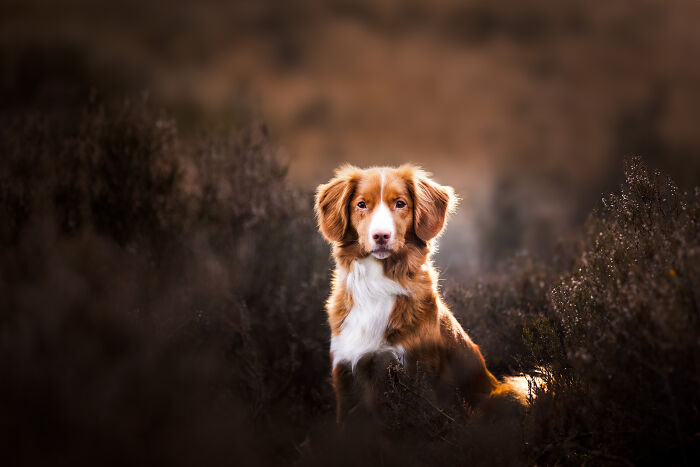 I'm A Dutch Dog Photographer, And These Are Some Of My Favorite Shots (37 Pics)