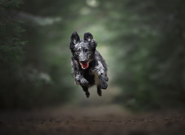 I'm A Dutch Dog Photographer, And These Are Some Of My Favorite Shots (37 Pics)