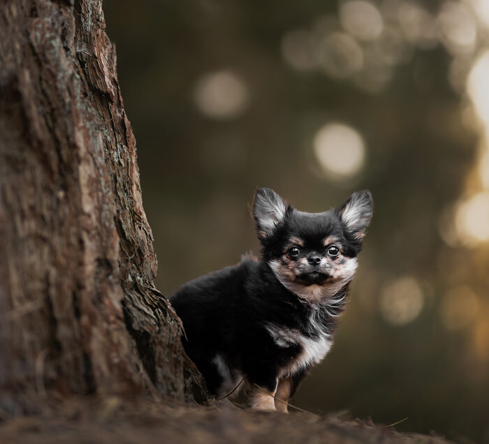 I'm A Dutch Dog Photographer, And These Are Some Of My Favorite Shots (37 Pics)