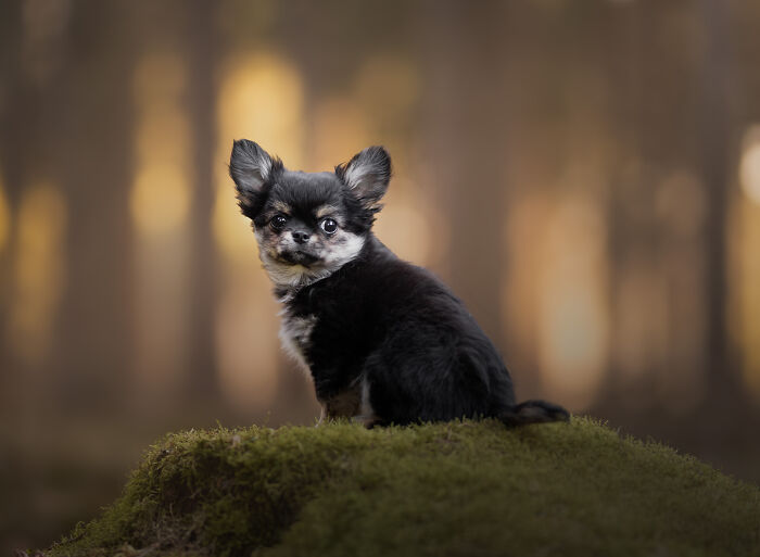 I'm A Dutch Dog Photographer, And These Are Some Of My Favorite Shots (37 Pics)