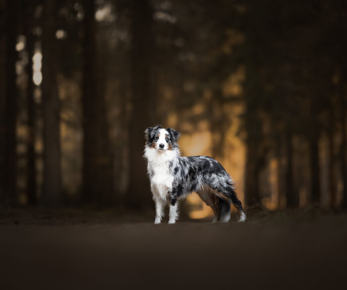 I'm A Dutch Dog Photographer, And These Are Some Of My Favorite Shots (37 Pics)