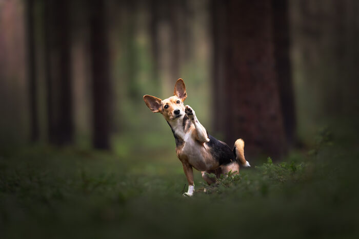 I'm A Dutch Dog Photographer, And These Are Some Of My Favorite Shots (37 Pics)