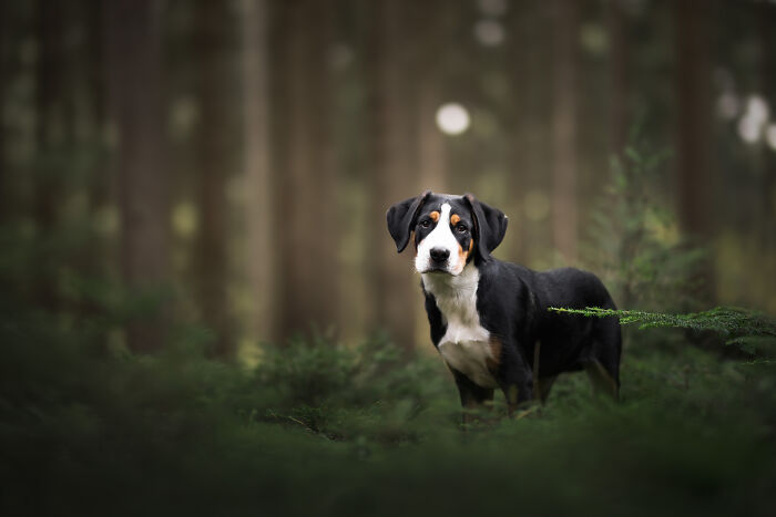 I'm A Dutch Dog Photographer, And These Are Some Of My Favorite Shots (37 Pics)