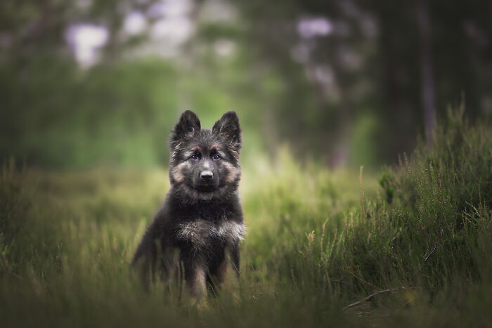 I'm A Dutch Dog Photographer, And These Are Some Of My Favorite Shots (37 Pics)