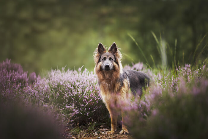 I'm A Dutch Dog Photographer, And These Are Some Of My Favorite Shots (37 Pics)