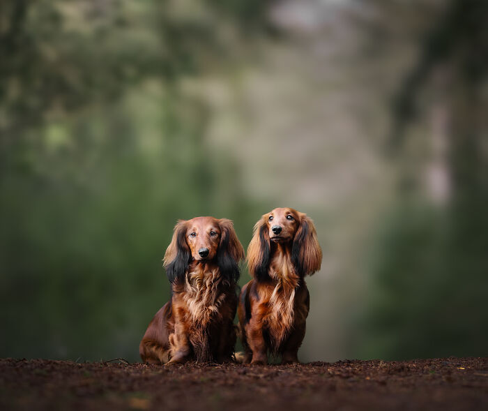 I'm A Dutch Dog Photographer, And These Are Some Of My Favorite Shots (37 Pics)