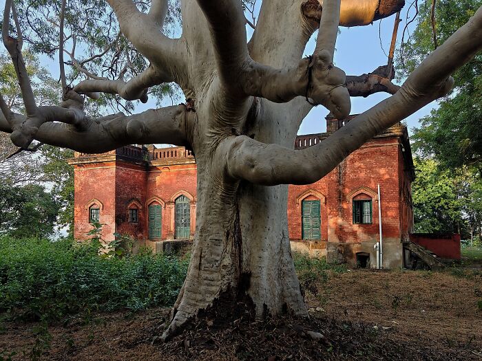 Large tree with sprawling branches in front of an old red brick building, showcasing Simultala's timeless escape ambiance.