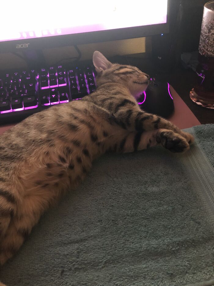 My Cute Bengal Cat Tigger