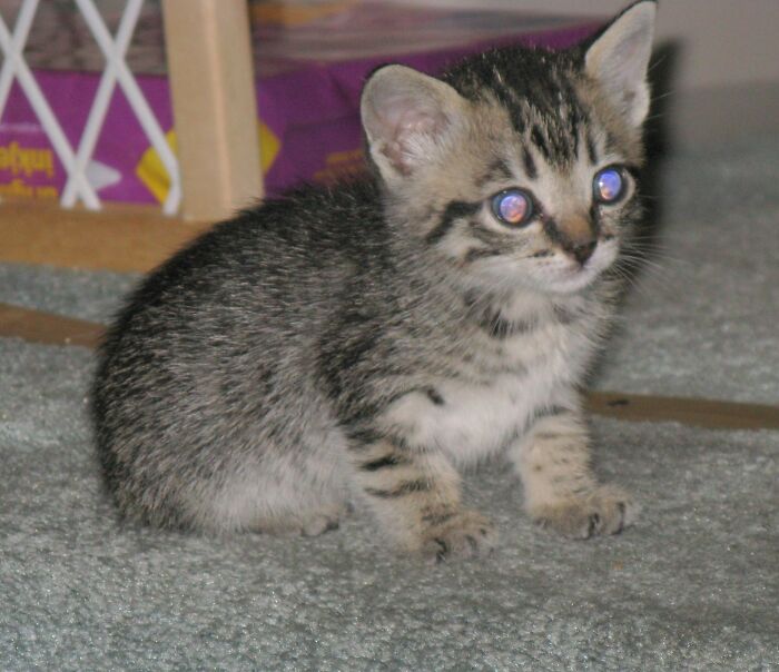 Run Away! The Lasers Are Charging