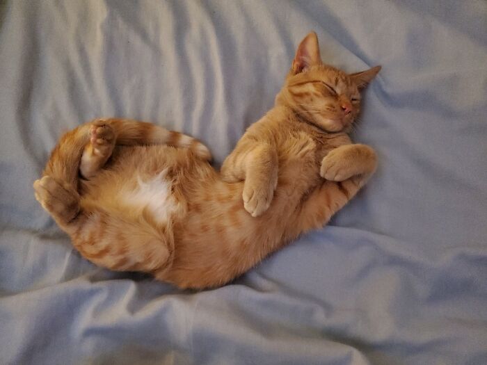 Goose Being Super Cute. Typical Orange Boi