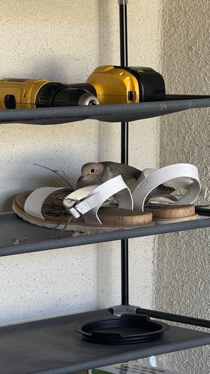A Dove Built Her Nest In My Sandals – And Gave Me Back Hope A Dove Built Her Nest In My Sandals – And Gave Me Back Hope