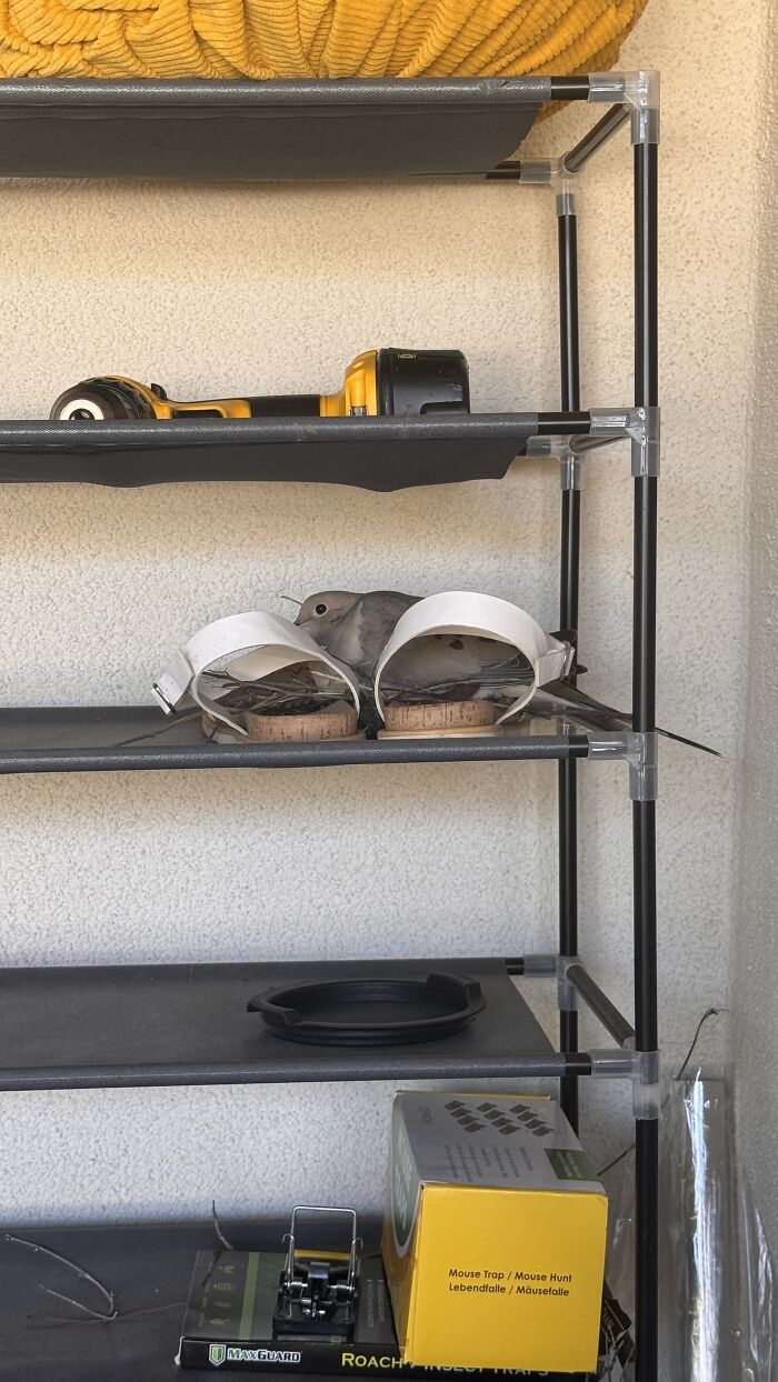 A Dove Built Her Nest In My Sandals – And Gave Me Back Hope A Dove Built Her Nest In My Sandals – And Gave Me Back Hope