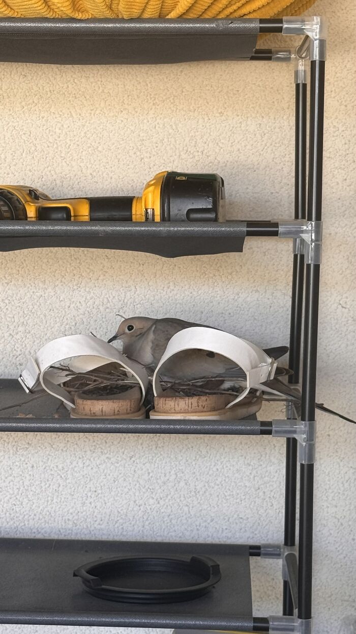 A Dove Built Her Nest In My Sandals – And Gave Me Back Hope A Dove Built Her Nest In My Sandals – And Gave Me Back Hope