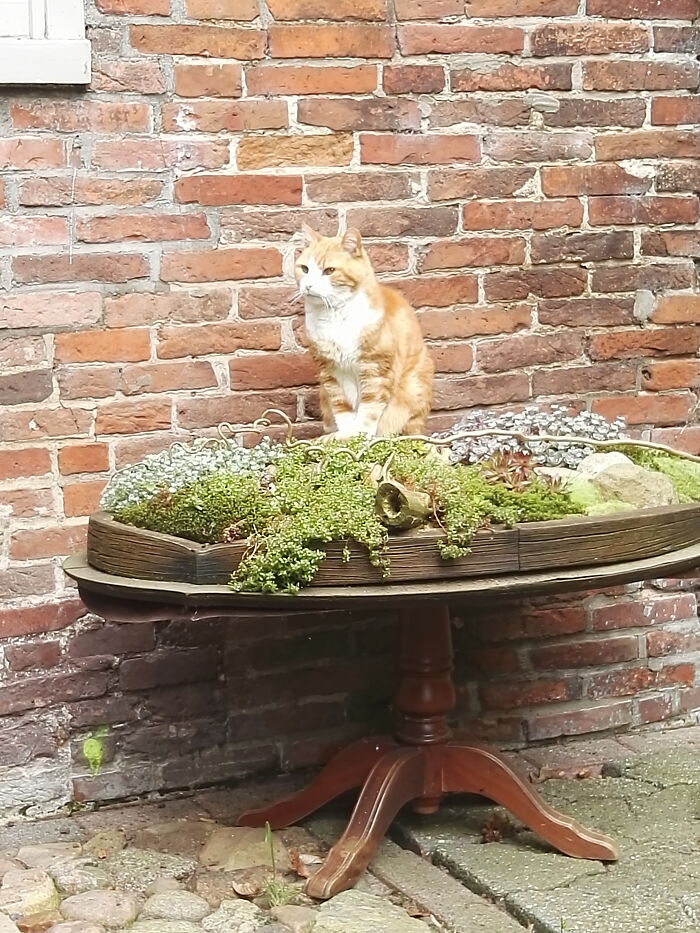 Cattails Blooming Early This Year