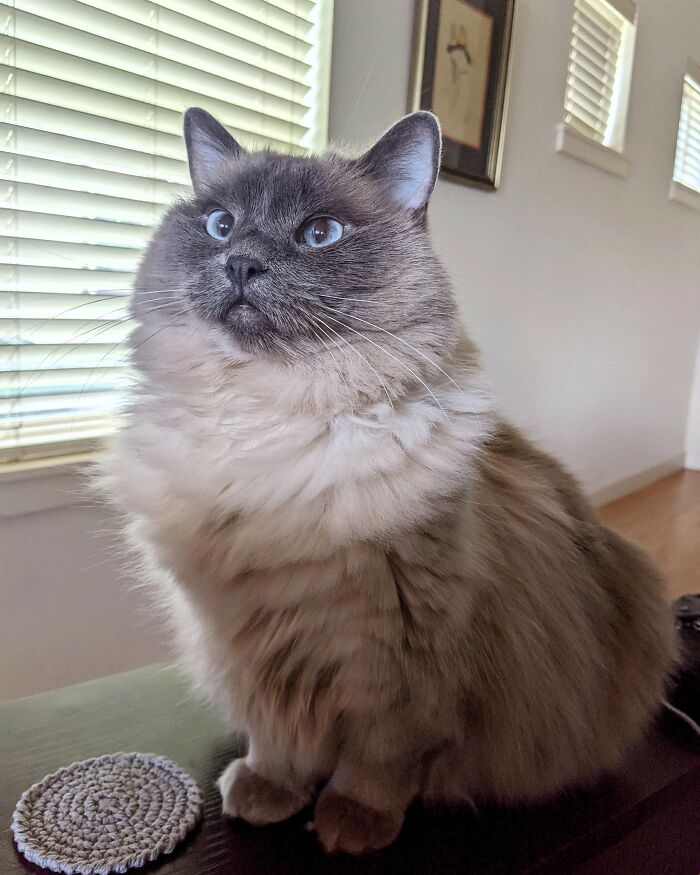 Pearl, The First Duchess Of Fluff