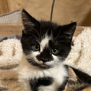 borjestromming avatar