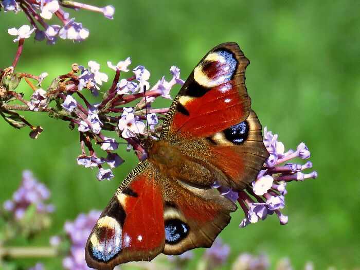 Peacock Butterfly