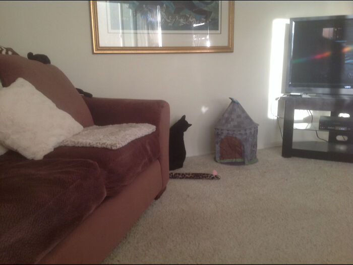 Poomer Finds Love! ❤️