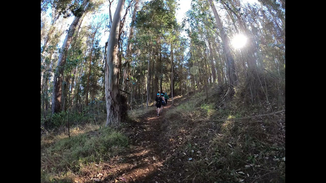 Brandmill Dwyer Experience- Sun Shimmers In The Early Evening Trees