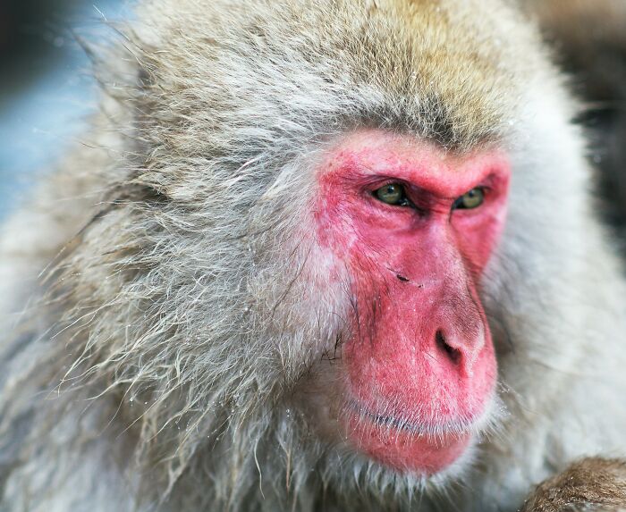 Close-up of a wild monkey with a red face showing intense expression, highlighting animals messing with humans in history.