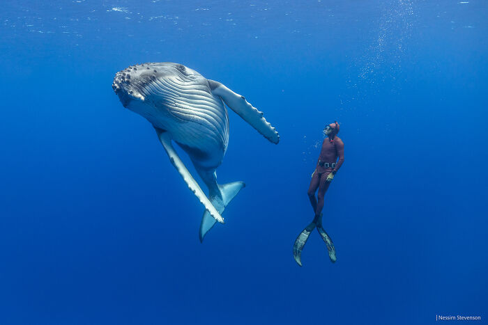 Underwater scene showing a photographer swimming with a large whale in clear blue ocean water.