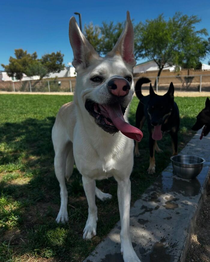 Adorable pup Luna with the biggest ears standing outside on grass with blue sky and other dogs nearby