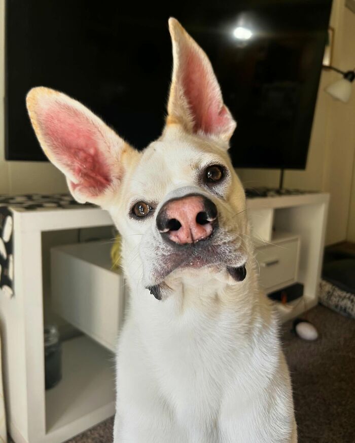 Adorable pup with uniquely large ears tilting head indoors in a cozy living room setting.