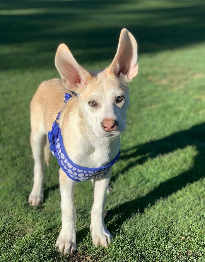 Adorable pup with the biggest ears standing on grass wearing a blue harness on a sunny day