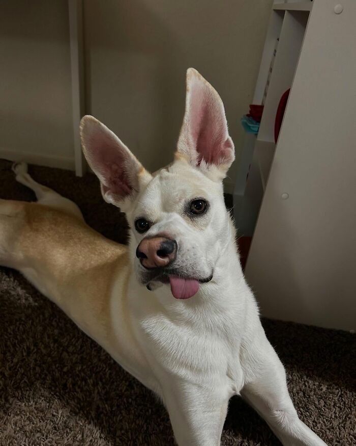 Adorable pup with the biggest ears lying on carpet, sticking tongue out, looking curious and playful indoors.