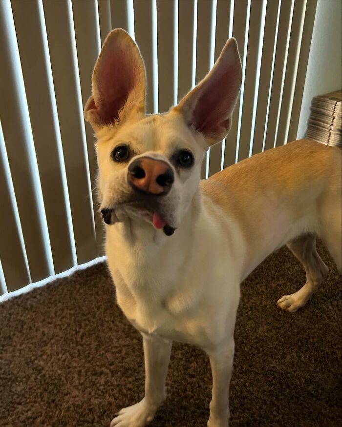 Adorable pup with the biggest ears standing indoors on carpet next to vertical blinds with tongue slightly out