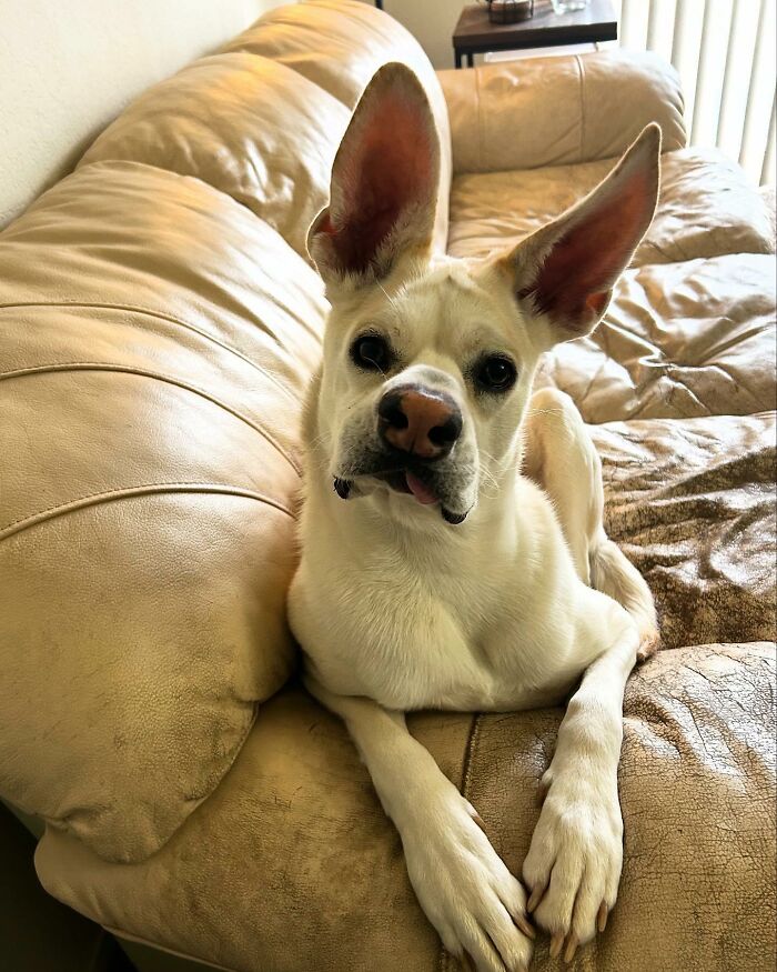 Adorable pup with the biggest ears lying on a worn tan leather couch, looking curiously at the camera.