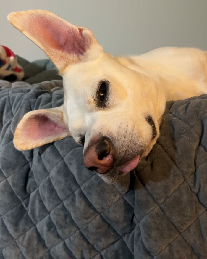 Adorable pup with the biggest ears relaxing on a gray quilted blanket, showing a playful and unique expression.