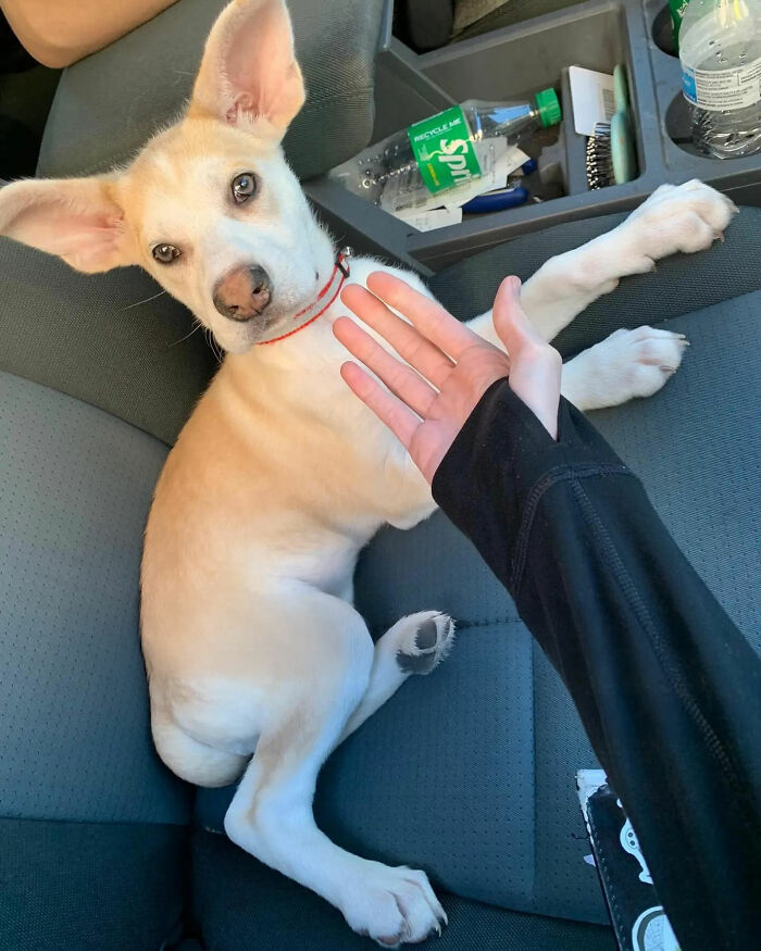 Adorable pup with biggest ears lying on car seat next to person&rsquo;s hand wearing black long sleeve shirt.