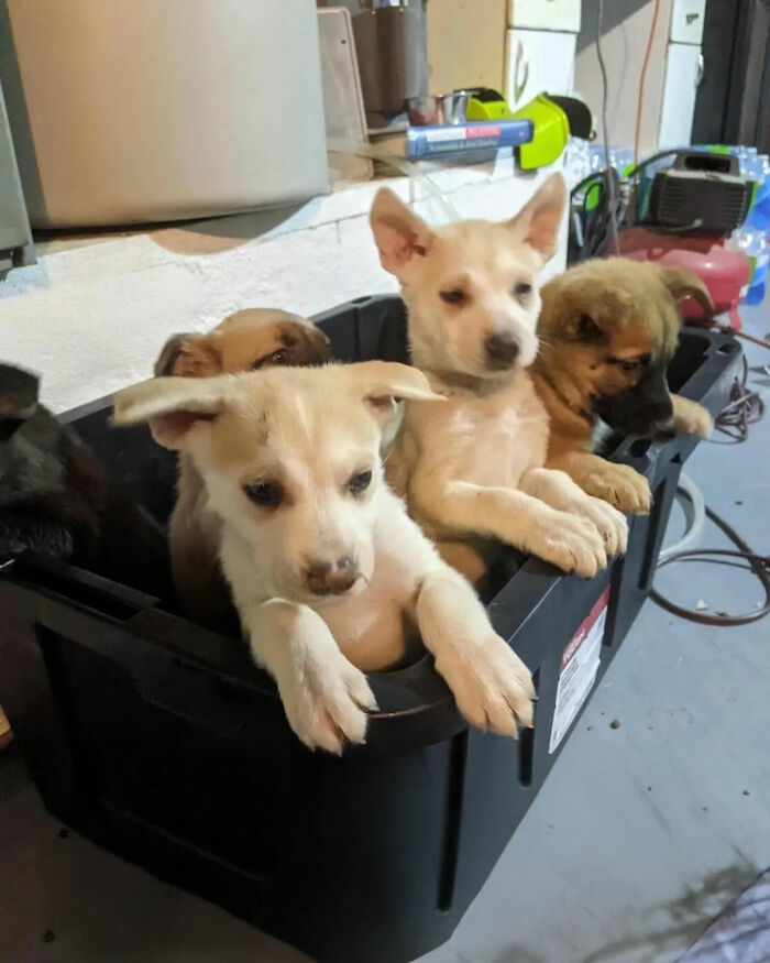 Adorable puppies with big ears sitting together in a black container inside a garage or workshop area