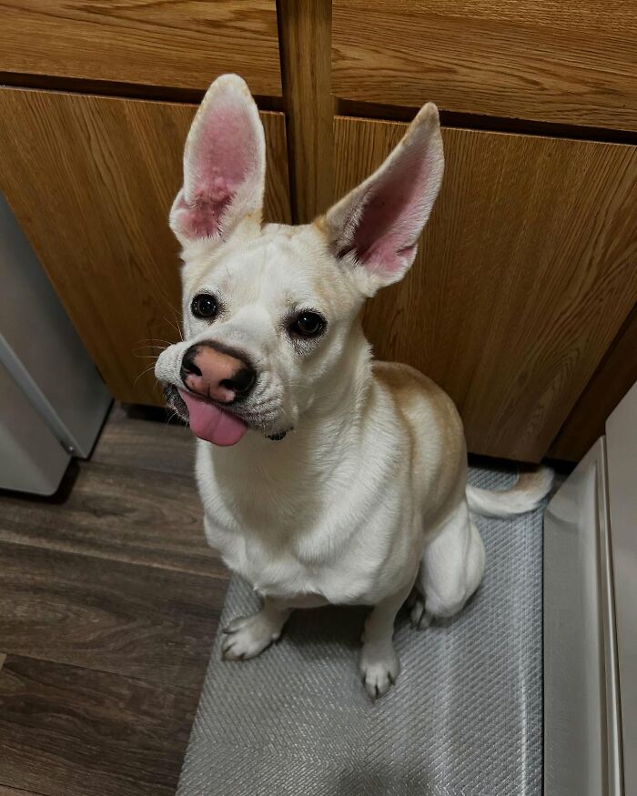 Adorable pup sitting indoors with big ears and tongue out, looking up attentively on a kitchen floor mat.
