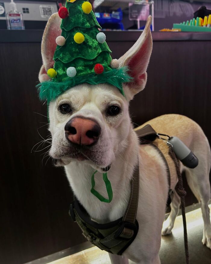 Adorable pup with the biggest ears wearing a festive green Christmas tree hat and a harness indoors.