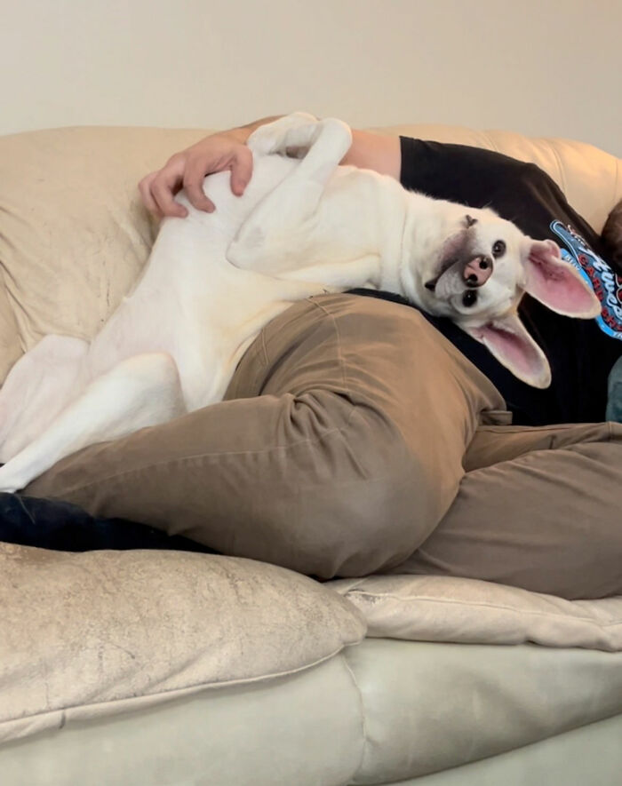 Adorable pup with the biggest ears cuddling and lying on a person on a beige couch in a cozy home setting