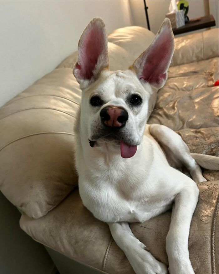 Adorable white pup with the biggest ears lying on a couch, tongue slightly out, showing a playful and unique expression