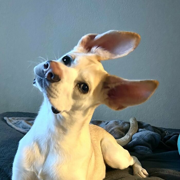 Adorable pup with the biggest ears tilted head, sitting on a dark blanket against a plain wall background.