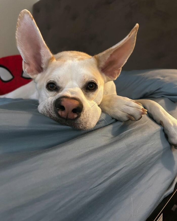 Adorable pup with the biggest ears lying on a bed, looking directly into the camera with a calm expression.