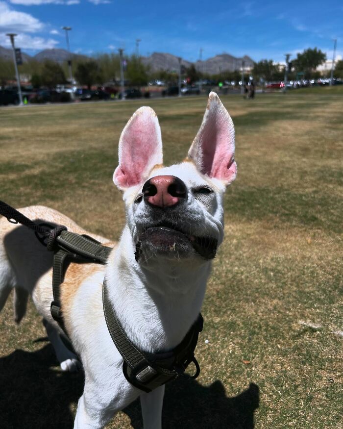 Adorable pup with the biggest ears standing in a sunny park wearing a harness and leash on a clear day.