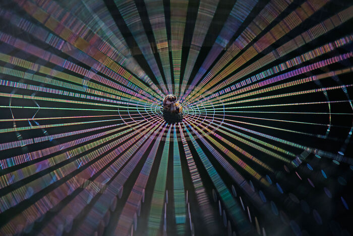 Close-up photograph of a spider on a colorful, radiant web showcasing intricate details and natural beauty.